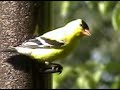 American Goldfinch American Goldfinch