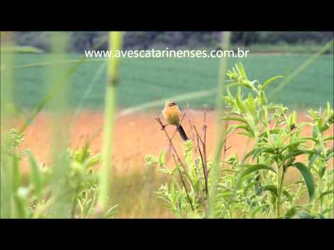 Tico-tico-do-banhado - Cristiano Voitina