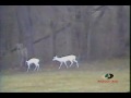 Mossy Oak - Twin Albino Whitetails Mossy Oak - Twin Albino Whitetails