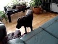 Espionner mon chien, c'est relativement drole... Espionner mon chien, c'est relativement drole...