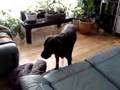 si tu aimes les chiens la tu vas rire