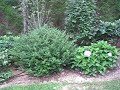 plants plants