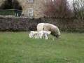 Lambs hopping