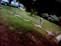 Cricket Chihuahua Running Cricket Chihuahua Running