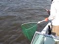 STRIPER - kent catches his first live bait striper