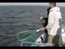 STRIPER - kent catches his first live bait striper