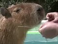 Capin Rous in Don\ Capin Rous in Don\