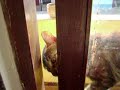 Amusing Cat Amusing Cat