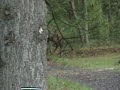 Elk