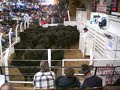 Livestock Auction