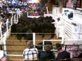Livestock Auction