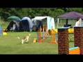 Beagle Agility Flensburg 2007