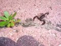 Lo SCORPiONE!