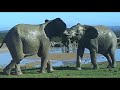 Fighting Elephants