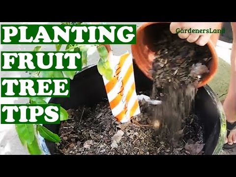 how to transplant orange tree
