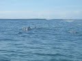 Byron Dolphins with Go Sea Kayak