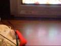 videos de SUP3RCANS1R and WiGi vs KingAce and Percon 2/3