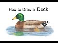 The Best 18 Realistic Mallard Duck Coloring Pages