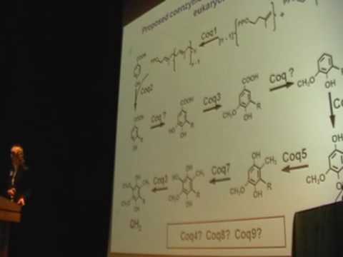 SENS4 – Isotope-Reinforced Polyunsaturated Fatty Acids Reduce Oxidative Stress (1/2)