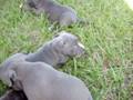 pitbull puppies