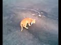vah?i kedi ?eroo vah?i kedi ?eroo