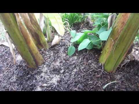 banana - http://www.randys-tropicalplants.com/Banana-plants.html In this video, I show how to tell when your banana is abou to bloom, as well as how to prune off extr...