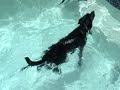 Romeo swimming