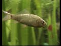 Crucian carp in my Cold water fish tank/ Karausche im Aquarium [2/2]