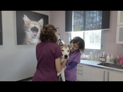 Visite de la Clinique