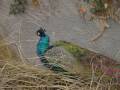 videos de Zoo Basel  -