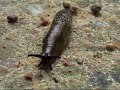 Aliens on The Earth (attack of the space insects)