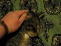 Oscar is a big softy really!