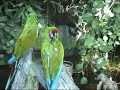 tamil song chinna chinna aasai
