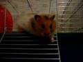 Kenaï de hamster