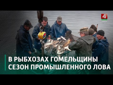 Время снять пробу с рыбного урожая 2022 года видео