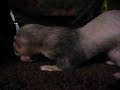Kosmo_Carnivore_112709.MOV