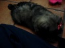 comandos lhasa apso