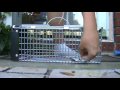 Havahart 0745 Live Rat Trap