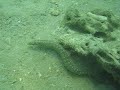 Carpet eel blenny