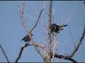 Cowbird Courtship Cowbird Courtship