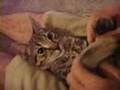 Cory and Sparta Playing