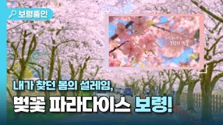 보령줌인🔍ㅣ내가 찾던 봄의 설레임, 벚꽃 파라다이스 보령!