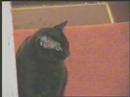 Pt2. Jinx doing alot of nothing Pt2. Jinx doing alot of nothing
