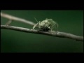 screaming-squirrel-superbowl-bridgestone-commercial.html