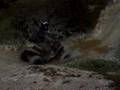 700 raptor sur la craie