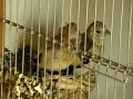Darrrrek - Breeding carduelis major WITKOP mutation young