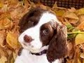 Springer spaniels Springer spaniels