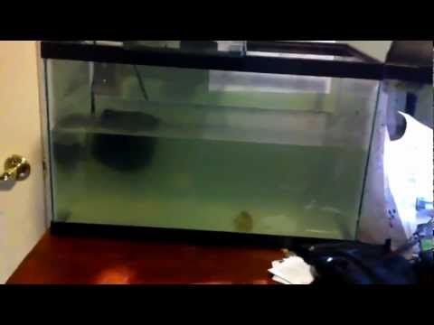 how to isolate aggressive fish