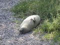Hawaiian Monk Seal in Kona, HI