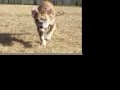 Antiguo Bulldog Inglés video